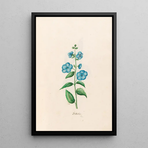 Blattaria - Magdalena Rosina Funck — framed artwork on a wall