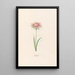 Bocksbart - Magdalena Rosina Funck — framed artwork on a wall