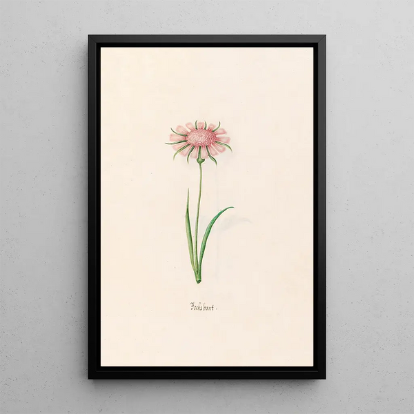 Bocksbart - Magdalena Rosina Funck — framed artwork on a wall