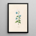 Borragen - Magdalena Rosina Funck — framed artwork on a wall