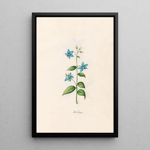 Borragen - Magdalena Rosina Funck — framed artwork on a wall