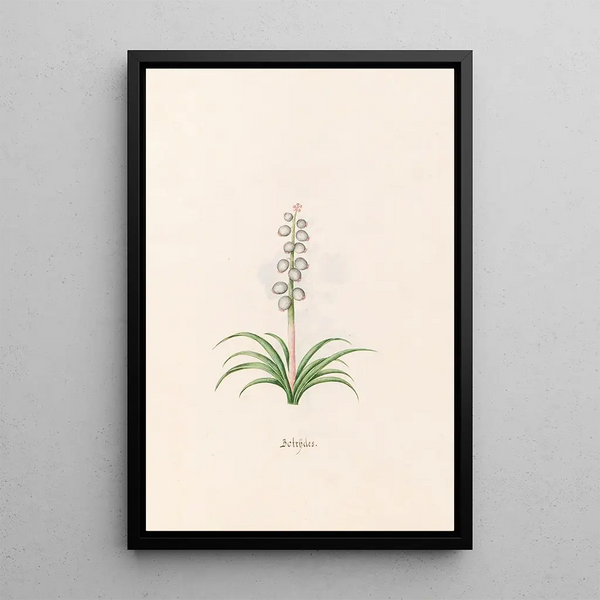 Botrdes - Magdalena Rosina Funck — framed artwork on a wall