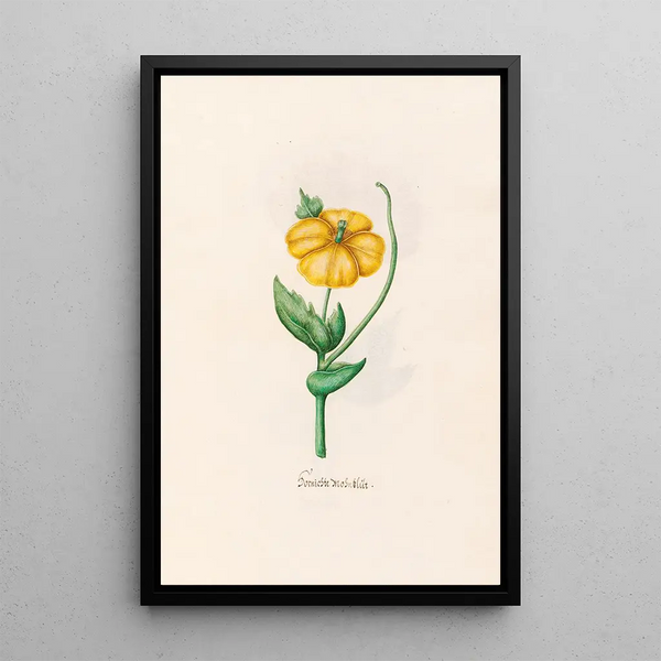 Poppy Burned - Magdalena Rosina Funck — framed artwork on a wall