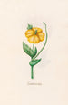 Poppy Burned - Magdalena Rosina Funck — artwork view
