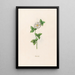 Rose canelle - Magdalena Rosina Funck — framed artwork on a wall