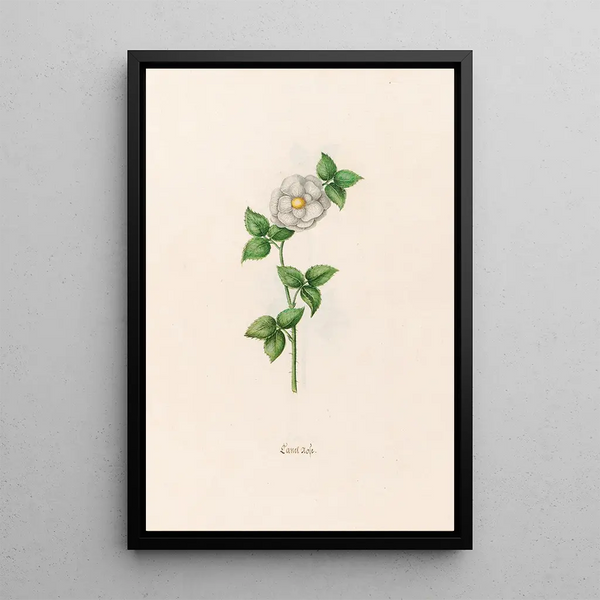 Rose canelle - Magdalena Rosina Funck — framed artwork on a wall