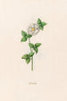 Rose canelle - Magdalena Rosina Funck — artwork view