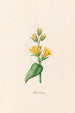 Canna indica - Magdalena Rosina Funck — artwork view