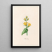 Canna indica - Magdalena Rosina Funck — framed artwork on a wall