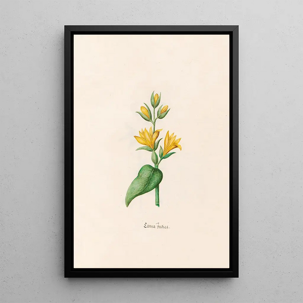 Canna indica - Magdalena Rosina Funck — framed artwork on a wall