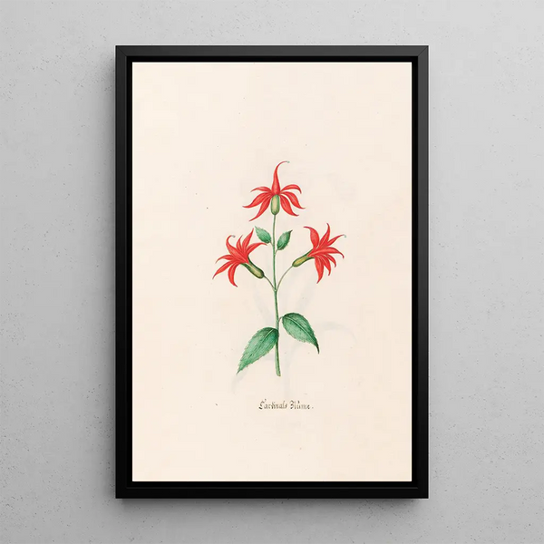 Flower of the cardinal - Magdalena Rosina Funck — framed artwork on a wall