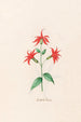 Flower of the cardinal - Magdalena Rosina Funck — artwork view