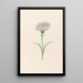 Œillet - Magdalena Rosina Funck — framed artwork on a wall