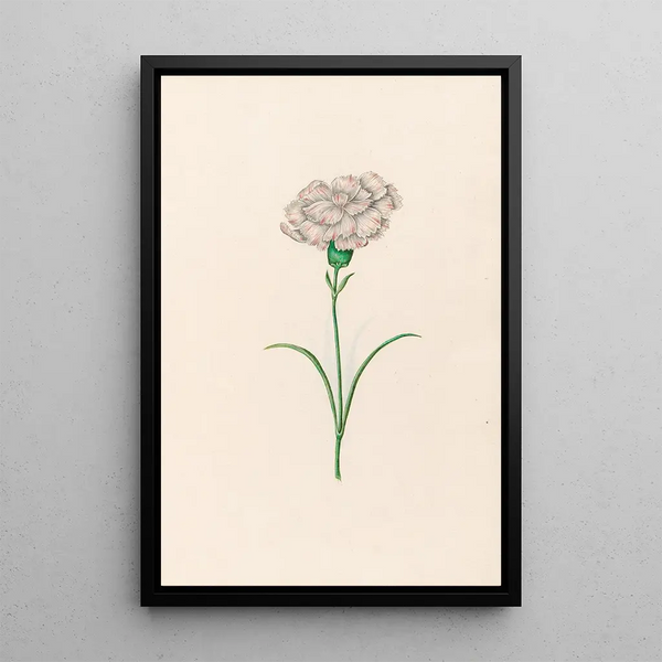Œillet - Magdalena Rosina Funck — framed artwork on a wall