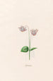 Cyclamen - Magdalena Rosina Funck — artwork view
