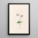 Cyclamen - Magdalena Rosina Funck — framed artwork on a wall