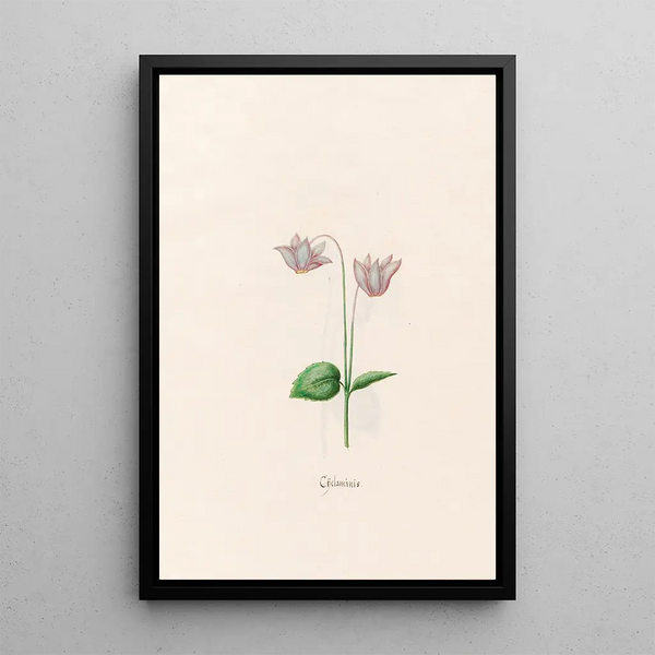 Cyclamen - Magdalena Rosina Funck — framed artwork on a wall