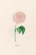 Centifolia - Magdalena Rosina Funck — artwork view