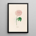 Centifolia - Magdalena Rosina Funck — framed artwork on a wall