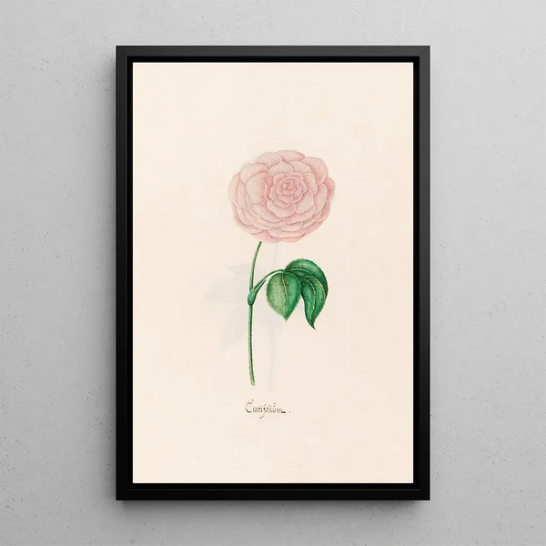 Centifolia - Magdalena Rosina Funck — framed artwork on a wall