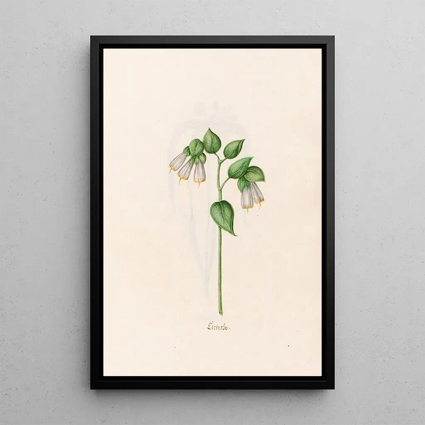 Cérinthe - Magdalena Rosina Funck — framed artwork on a wall