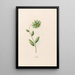 Contrilla - Magdalena Rosina Funck — framed artwork on a wall