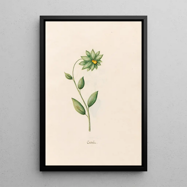 Contrilla - Magdalena Rosina Funck — framed artwork on a wall