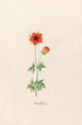 Coral Flower Painting - Magdalena Rosina Funck — artwork view