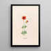 Coral Flower Painting - Magdalena Rosina Funck — framed artwork on a wall