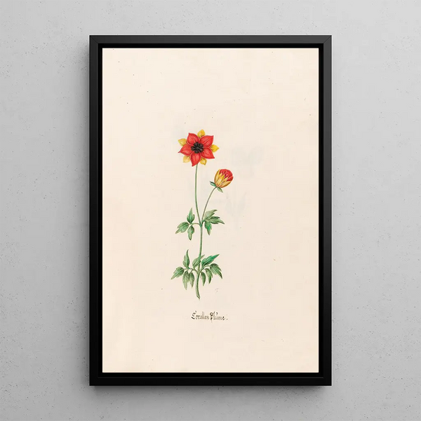 Coral Flower Painting - Magdalena Rosina Funck — framed artwork on a wall