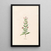 Crezblme - Magdalena Rosina Funck — framed artwork on a wall