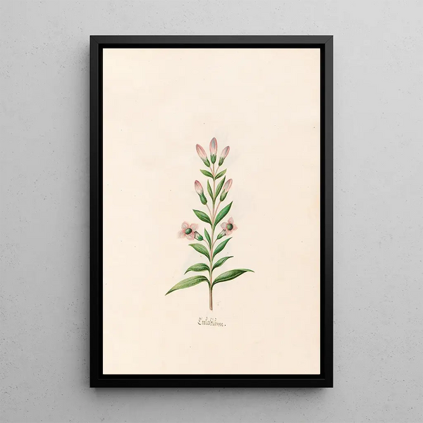 Crezblme - Magdalena Rosina Funck — framed artwork on a wall