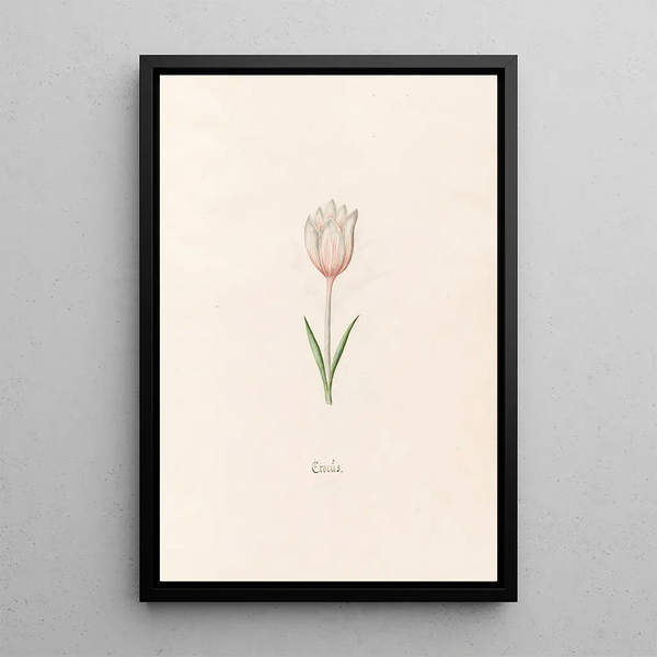 Crocs - Magdalena Rosina Funck — framed artwork on a wall
