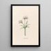 Crocus vernus - Magdalena Rosina Funck — framed artwork on a wall