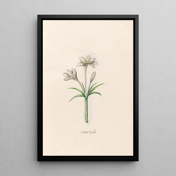 Crocus vernus - Magdalena Rosina Funck — framed artwork on a wall