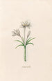 Crocus vernus - Magdalena Rosina Funck — artwork view