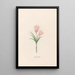 Crocus vernus - Magdalena Rosina Funck — framed artwork on a wall
