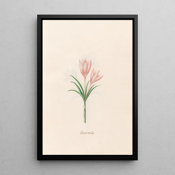 Crocus vernus - Magdalena Rosina Funck — framed artwork on a wall