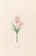 Crocus vernus - Magdalena Rosina Funck — artwork view