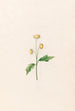 Marguerite - Magdalena Rosina Funck — artwork view