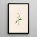 Marguerite - Magdalena Rosina Funck — framed artwork on a wall
