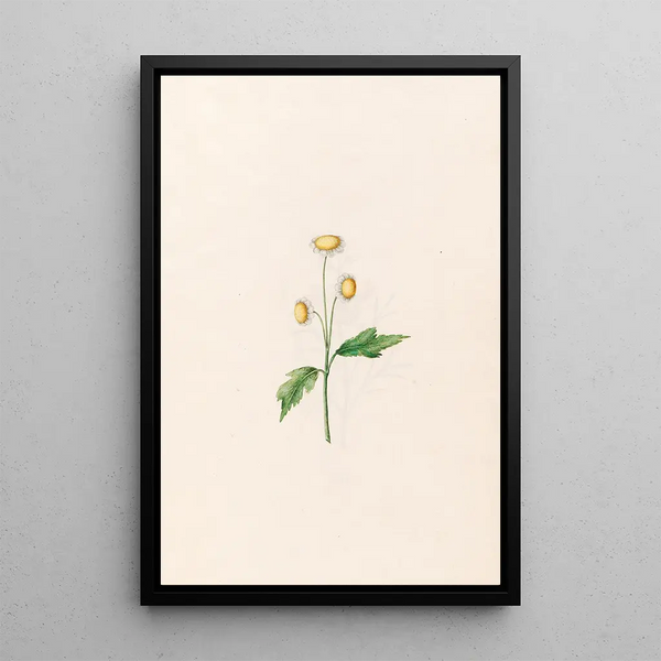Marguerite - Magdalena Rosina Funck — framed artwork on a wall