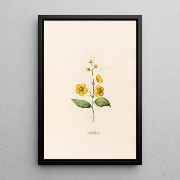Flower of Sorrow - Magdalena Rosina Funck — framed artwork on a wall