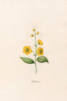 Flower of Sorrow - Magdalena Rosina Funck — artwork view