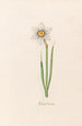 Narcissus simple - Magdalena Rosina Funck — artwork view