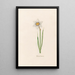 Narcissus simple - Magdalena Rosina Funck — framed artwork on a wall