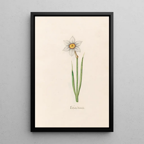 Narcissus simple - Magdalena Rosina Funck — framed artwork on a wall