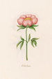 Peony simple painting - Magdalena Rosina Funck — artwork view