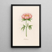 Peony simple painting - Magdalena Rosina Funck — framed artwork on a wall