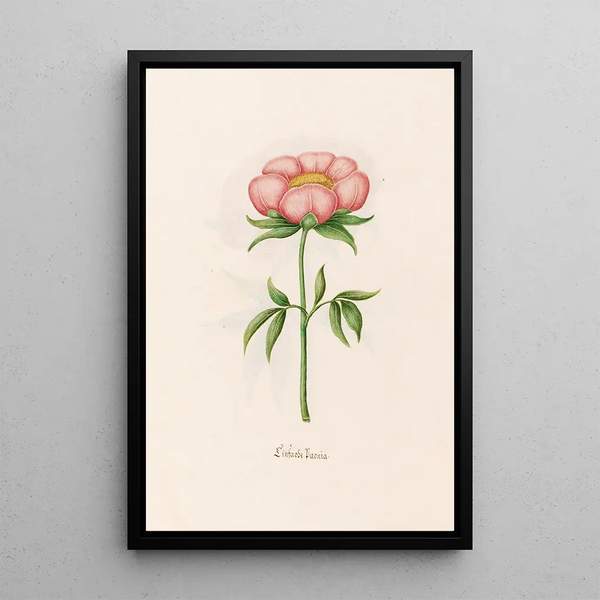 Peony simple painting - Magdalena Rosina Funck — framed artwork on a wall